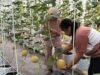 Sensasi Kebun Melon di Pusat Blora, Tak Terduga!