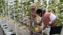Kebun Melon di Pusat Blora