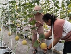 Blora, Kejutan di Pusat Kota: Kebun Melon yang Tak Biasa