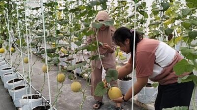 Kebun Melon di Pusat Blora