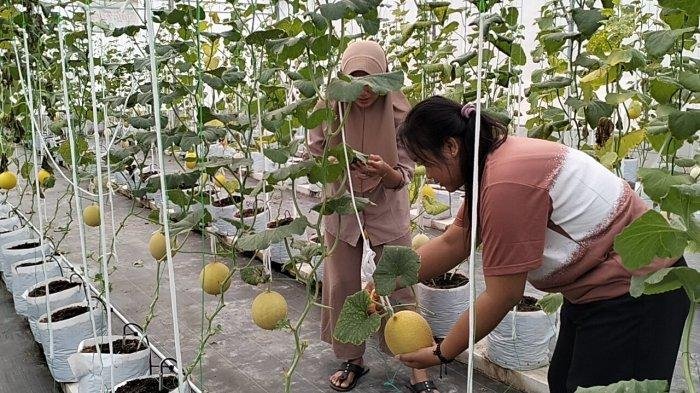 Kebun Melon di Pusat Blora