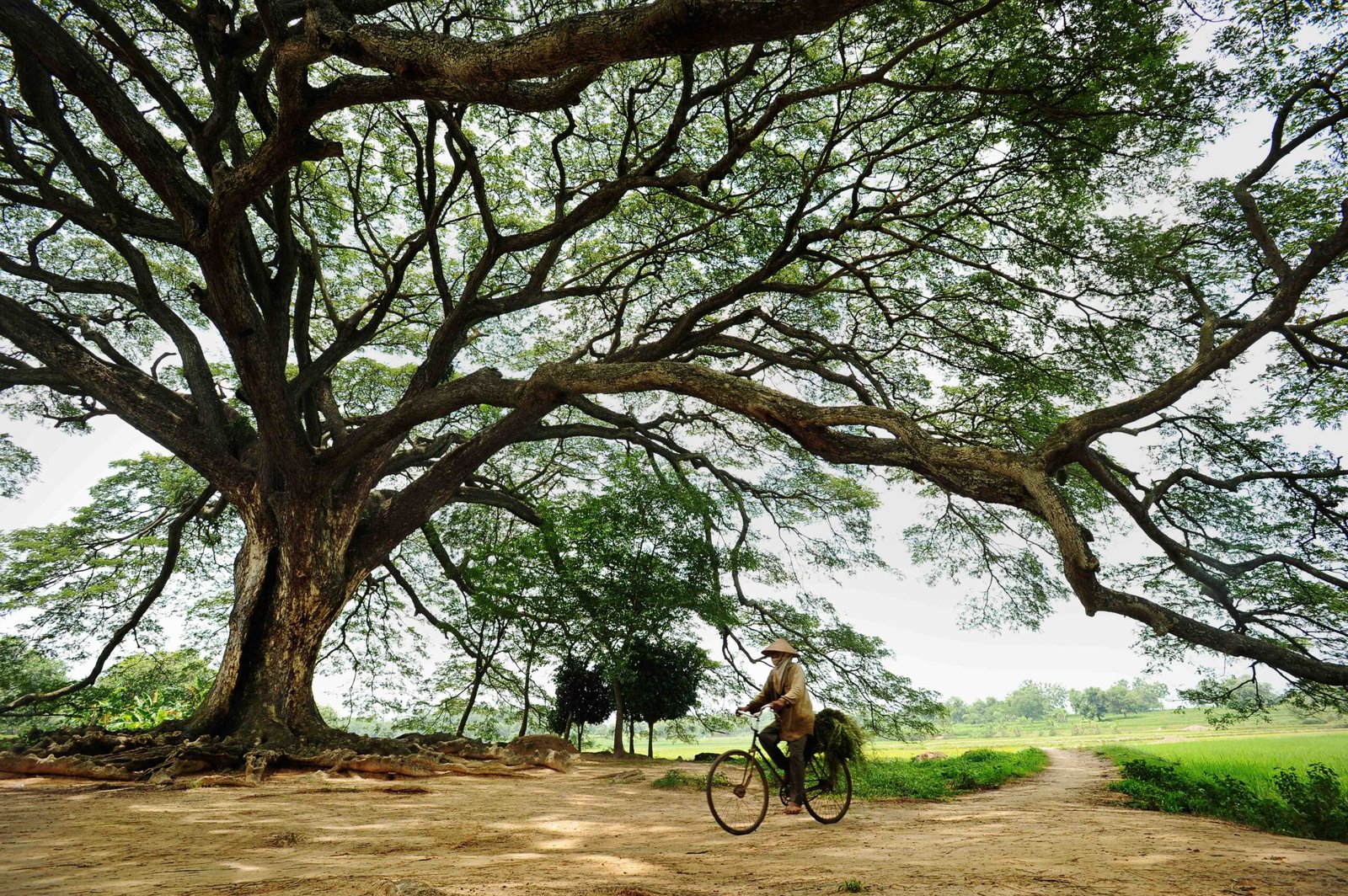 Pohon Trembesi (Foto: cifor.org)