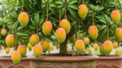 Trik Ampuh Tabulampot Mangga Berbuah Lebat & Manis (Panduan Lengkap)