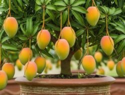 Trik Ampuh Tabulampot Mangga Berbuah Lebat & Manis (Panduan Lengkap)