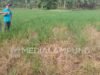 161,4 Hektare Sawah Terancam Hama Wereng, Petani Diberi Bantuan oleh Dispertapan Trenggalek