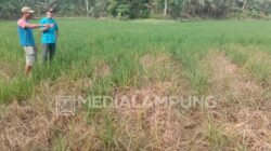 161,4 Hektare Sawah Terancam Hama Wereng, Petani Diberi Bantuan oleh Dispertapan Trenggalek