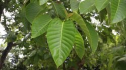 Potensi Emas Hutan: Analisis Mendalam Nilai Ekonomis Kayu Jabon dan Prospeknya