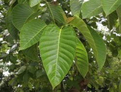 Potensi Emas Hutan: Analisis Mendalam Nilai Ekonomis Kayu Jabon dan Prospeknya
