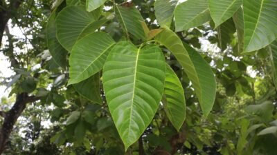 daun tanaman kayu jabon