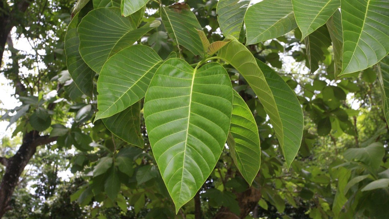 daun tanaman kayu jabon