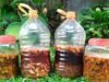 Petani Oekopa Kritik Pendampingan Pembuatan Ekoenzim