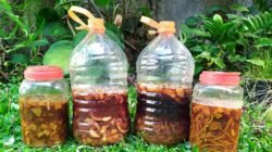 Petani Oekopa Kritik Pendampingan Pembuatan Ekoenzim