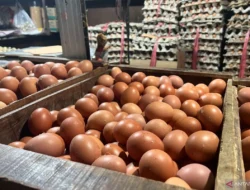 Update Harga Bahan Pokok Jakarta, 10 Agustus 2025: Telur dan Ayam Ras Naik