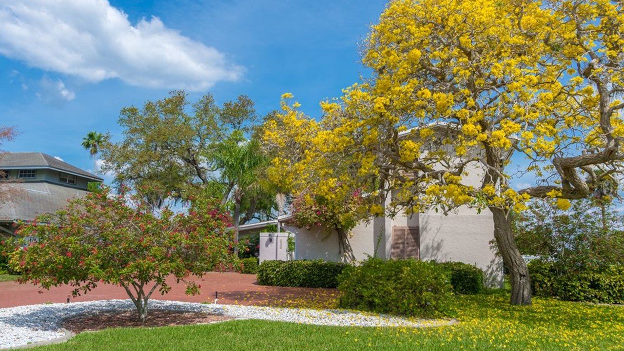 ilustrasi pohon depan rumah