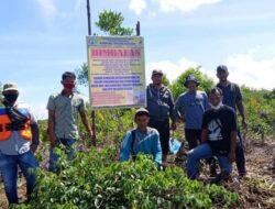 Ratusan Hektare Hutan Mangrove Aceh Tamiang Diubah Jadi Kebun Sawit