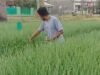 Untuk Mencegah Pencurian, Petani Brebes Tidur di Sawah
