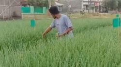 Untuk Mencegah Pencurian, Petani Brebes Tidur di Sawah
