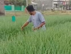 Untuk Mencegah Pencurian, Petani Brebes Tidur di Sawah