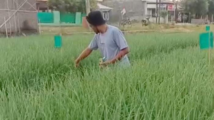 petani bawang brebes