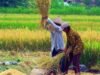 Petani Masa Depan Sudah Datang, Drone Cerdas Jadi Pahlawan di Ladang