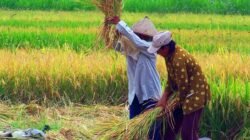 Petani Masa Depan Sudah Datang, Drone Cerdas Jadi Pahlawan di Ladang