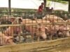 MUI Jateng Larang Proyek Peternakan Babi