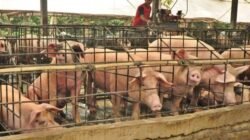 MUI Jateng Larang Proyek Peternakan Babi