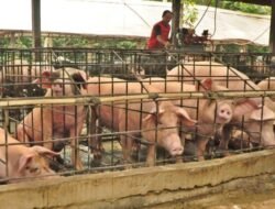 MUI Jateng Larang Proyek Peternakan Babi