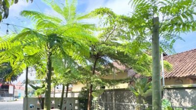 pohon solobium di cafe