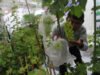 Menjelajahi Semaraknya Pesta Urban Farming 2025