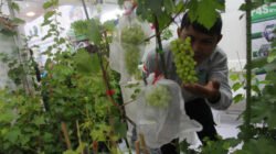 tanaman cabai pada Festival Urban Farming 2025