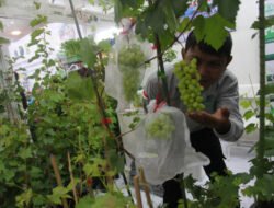 Menjelajahi Semaraknya Pesta Urban Farming 2025