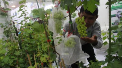 tanaman cabai pada Festival Urban Farming 2025
