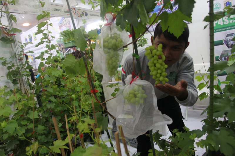 tanaman cabai pada Festival Urban Farming 2025