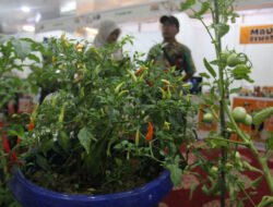 Menjelajahi Semaraknya Pesta Pertanian Kota 2025