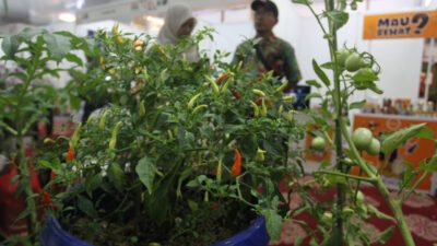 Pengunjung mengamati tanaman cabai pada Festival Urban Farming 2025 di Gedung Nyi Ageng Serang, Jakarta, Kamis (10/7/2025) Foto: JakartaNews