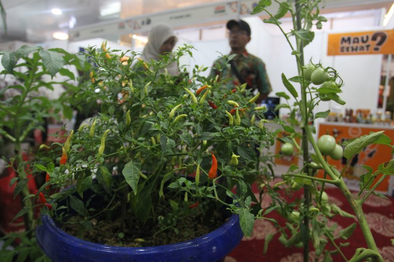 Pengunjung mengamati tanaman cabai pada Festival Urban Farming 2025 di Gedung Nyi Ageng Serang, Jakarta, Kamis (10/7/2025) Foto: JakartaNews