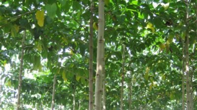 tanaman pohon jabon