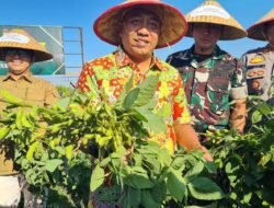 Edamame Jadi Primadona Baru Petani di Situbondo, Kini Bersiap Tembus Pasar Ekspor