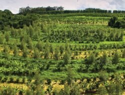 Agroforestri Solusi Pengembangan Pertanian di Kawasan Rawan Bencana
