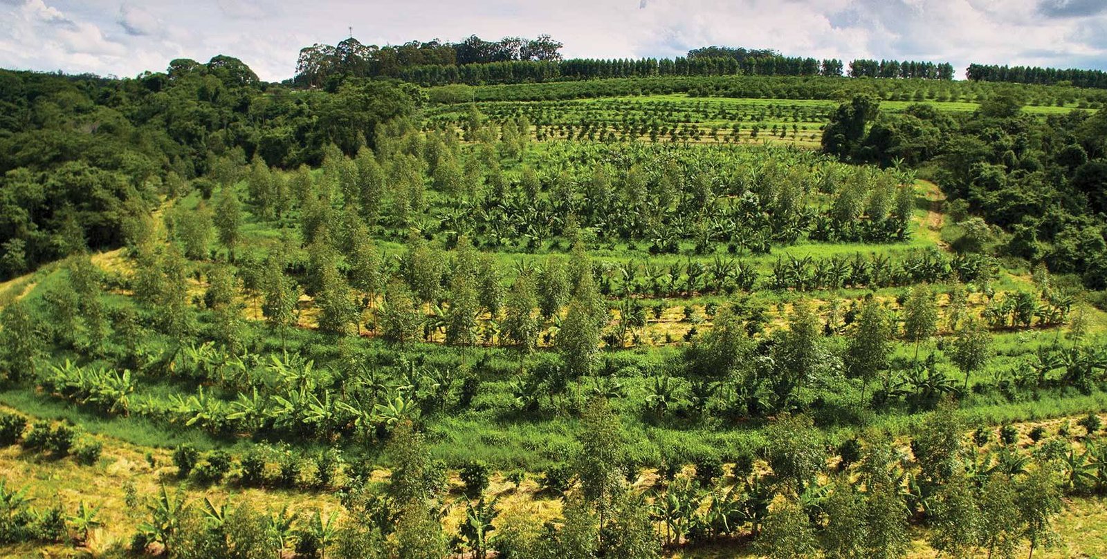 agroforestry pada aktifitas reforestasi wilayah Lembah Kerio