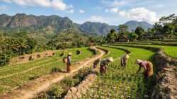 Budidaya Padi Gogo Lahan Tadah Hujan: Panduan & Tips