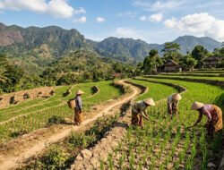 Budidaya Padi Gogo Lahan Tadah Hujan: Panduan & Tips