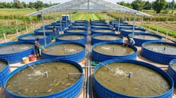 Cara Budidaya Lele Bioflok Cepat Panen & Hemat Pakan