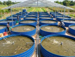 Cara Budidaya Lele Bioflok Cepat Panen & Hemat Pakan