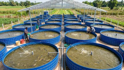 ilustrasi budidaya lele bioflok