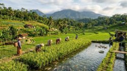 Panduan Praktis Sistem Mina Padi untuk Kemandirian Pangan