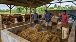 Cara Membuat Pakan Fermentasi dari Jerami Padi