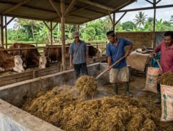 Cara Membuat Pakan Fermentasi dari Jerami Padi