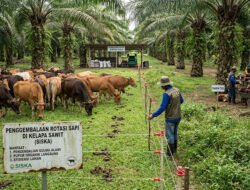 Panduan Integrasi Sapi Sawit (SISKA) untuk Hasil Maksimal